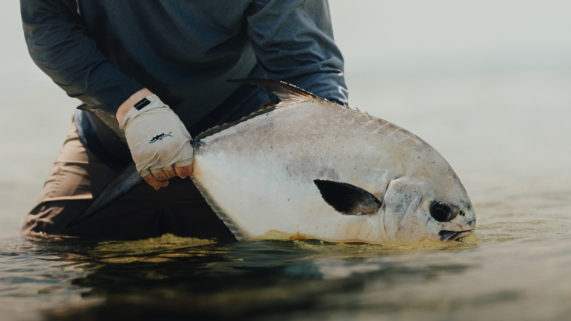 Permit held at the water’s surface, with its head and tail visible