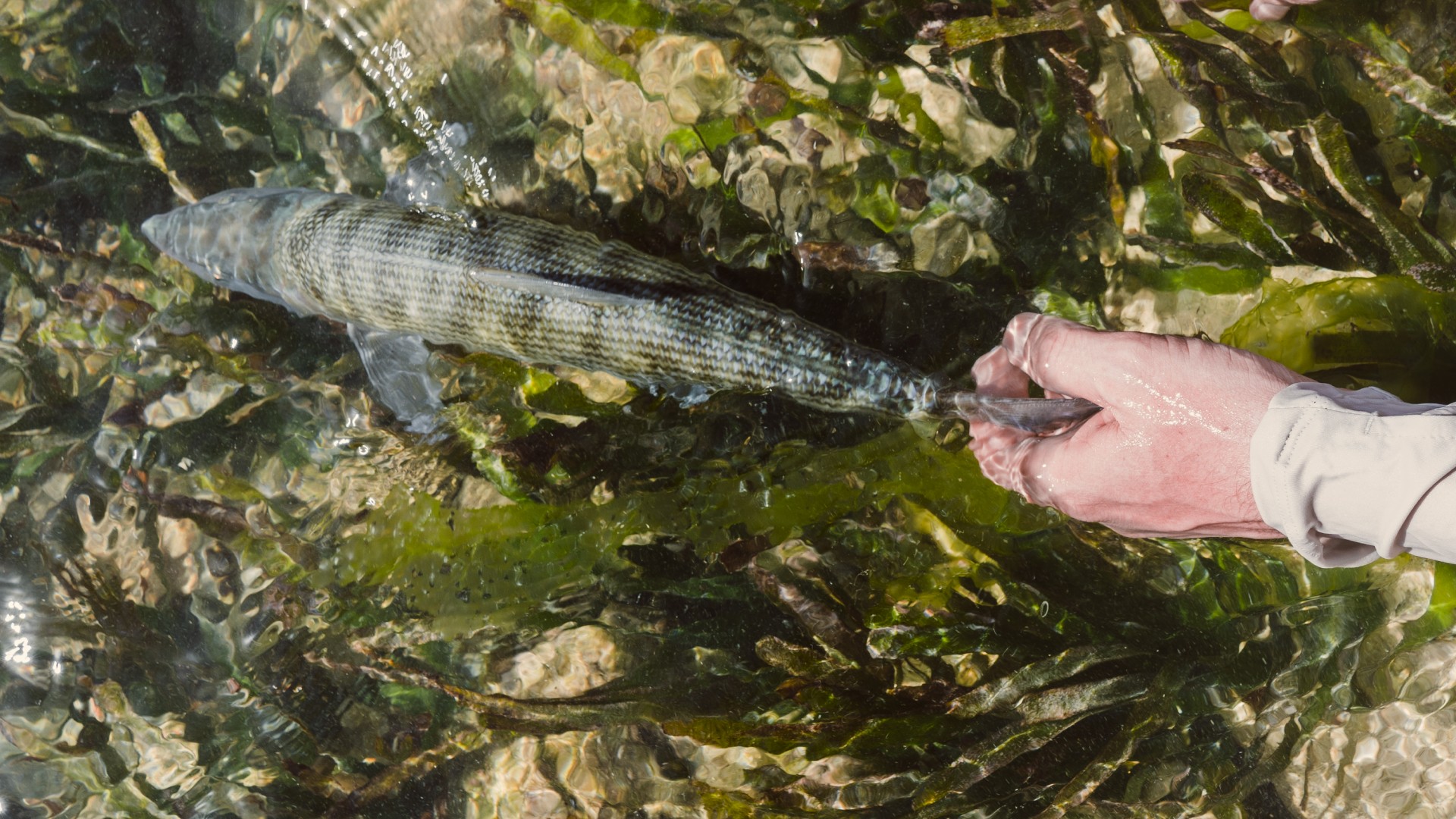 Bonefish being released over turtlegrass, visible from head to tail