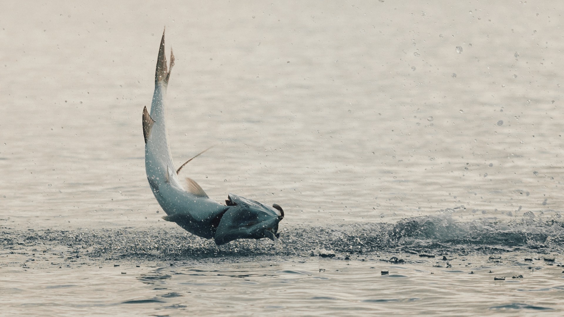 Tarpon leaping above the water, with its entire body visible