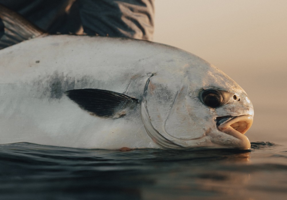 Caught permit held just above water on Belize flats