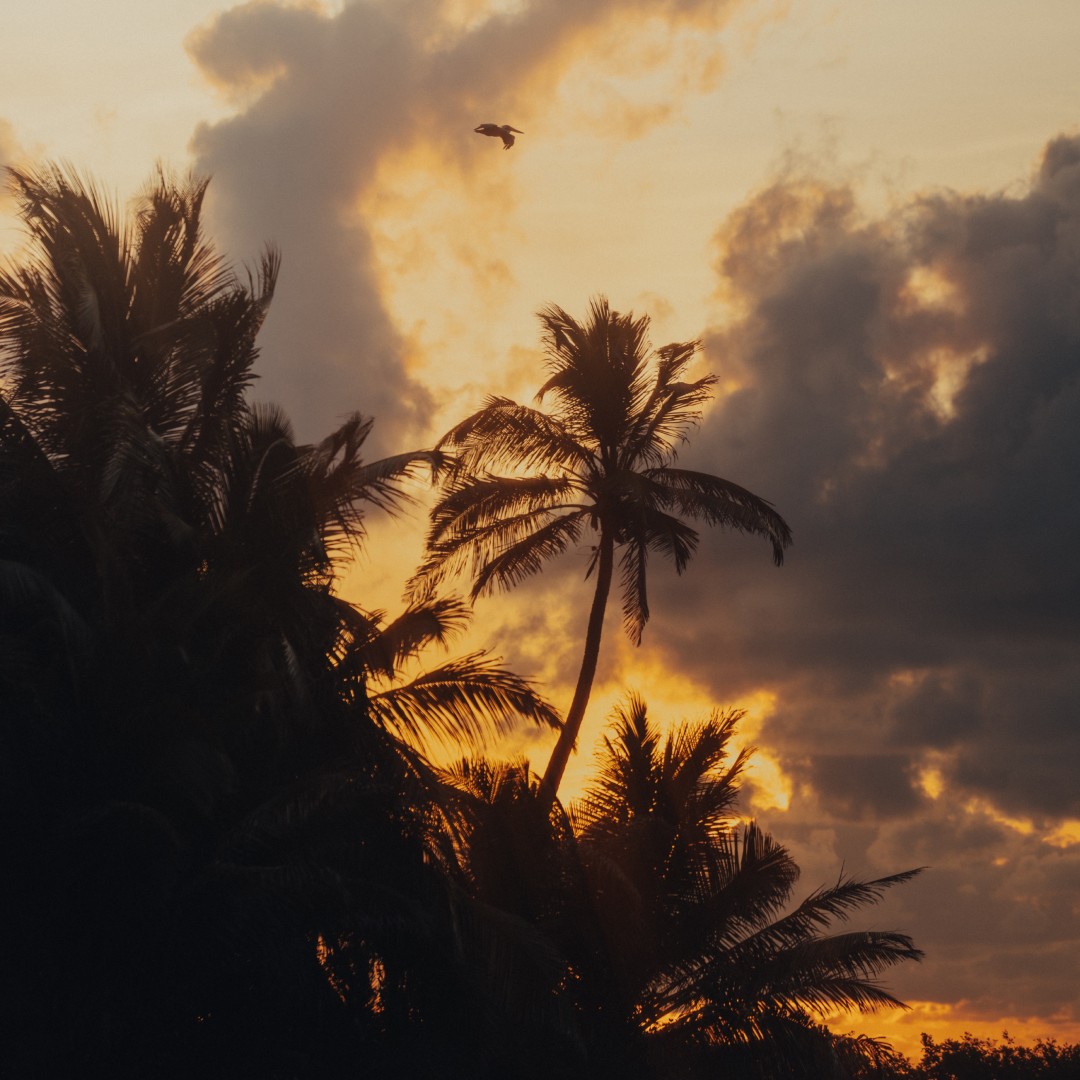 Silhouette of palm trees and birds during sunset